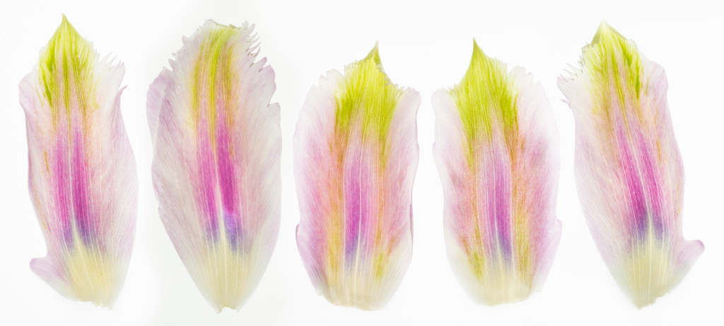 Pentaptych of Tulip Petals © Harold Davis