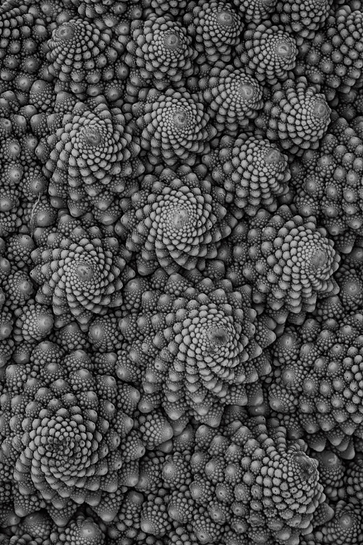 Romanesco Broccoli © Harold Davis