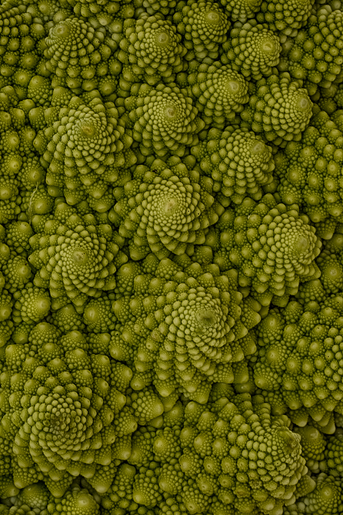Romanesco Broccoli (color) © Harold Davis