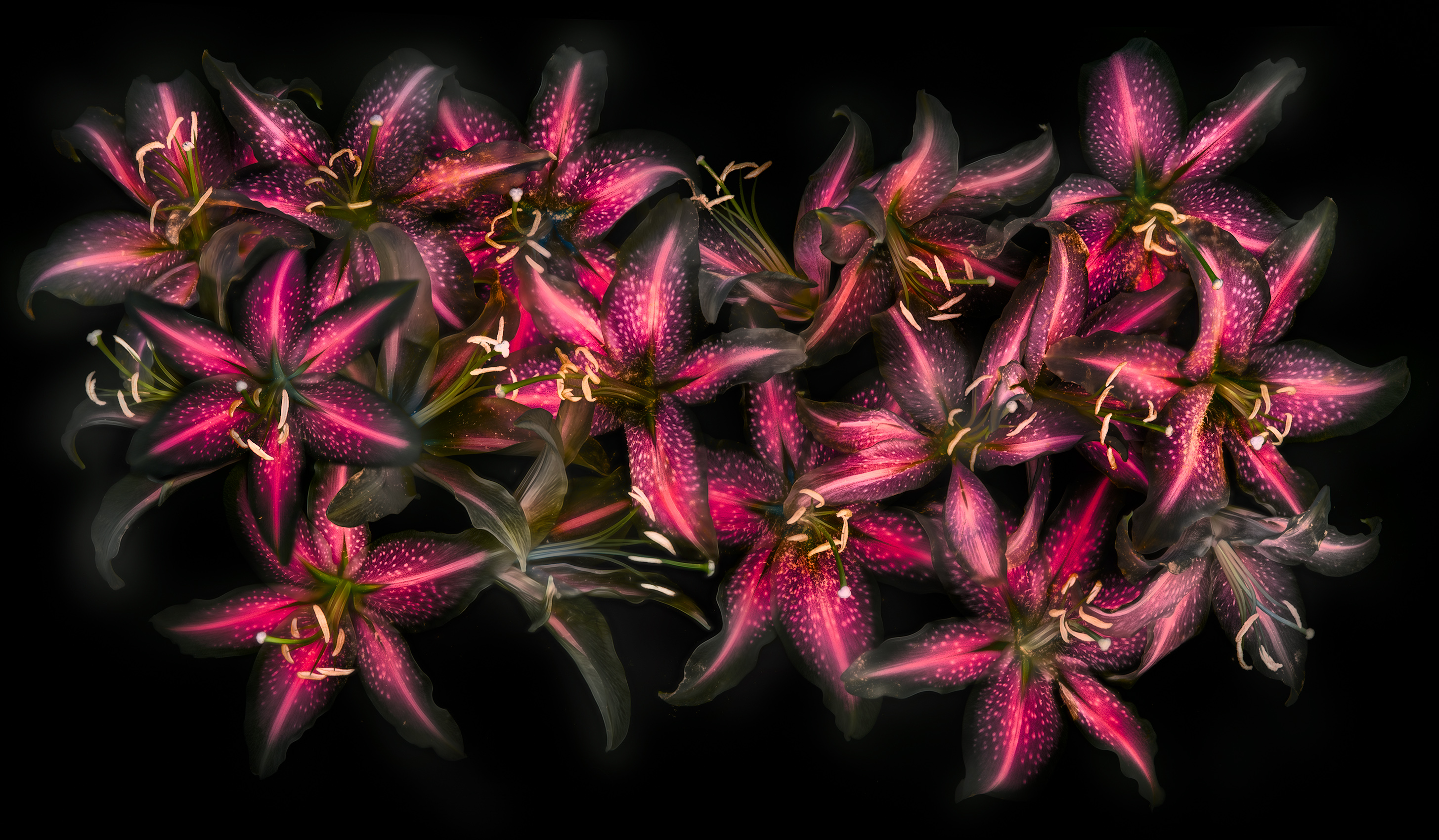  Stargazer Lilies on Black © Harold Davis