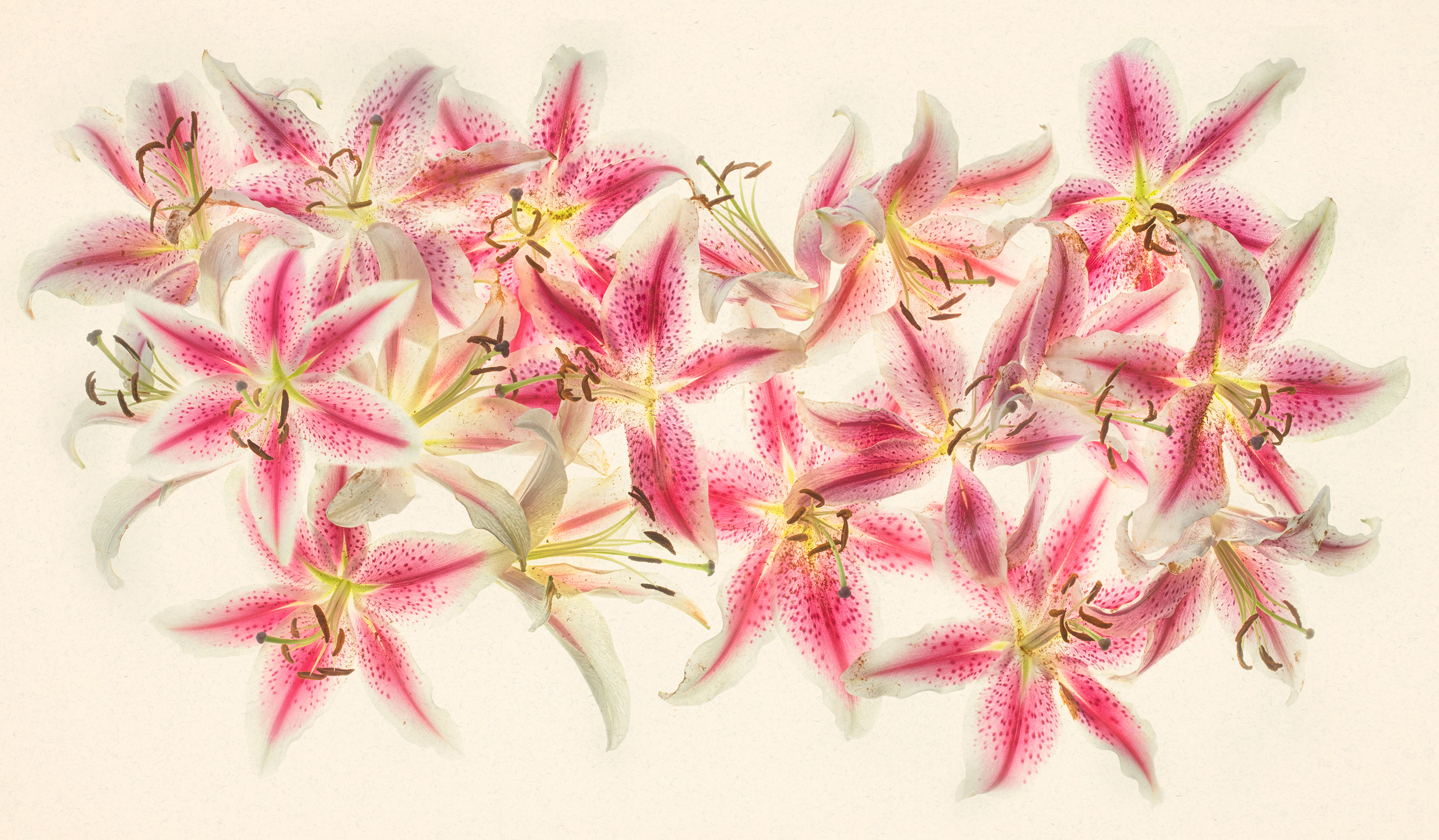 Stargazer Lilies © Harold Davis