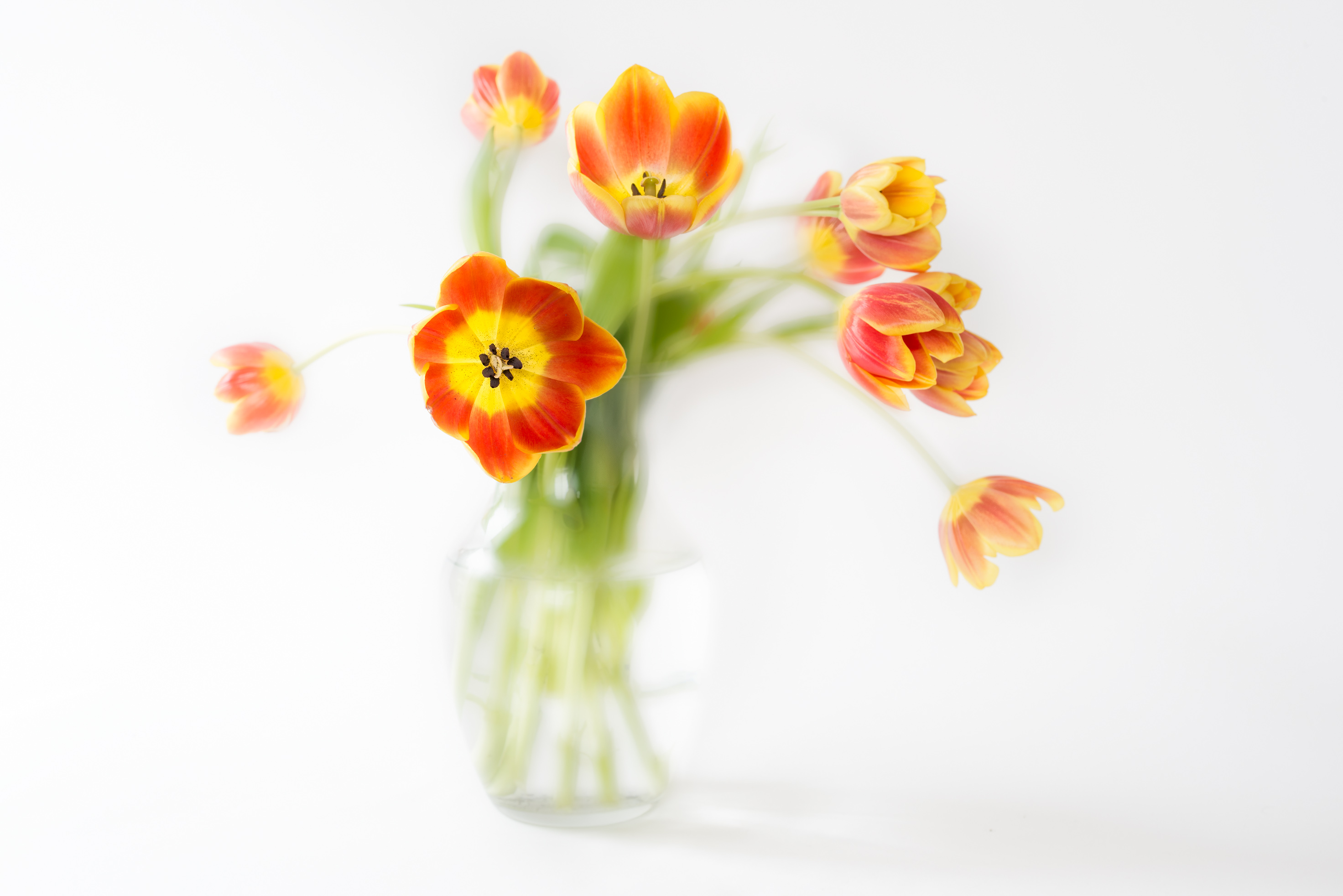 Tulips in a Vase on White © Harold Davis