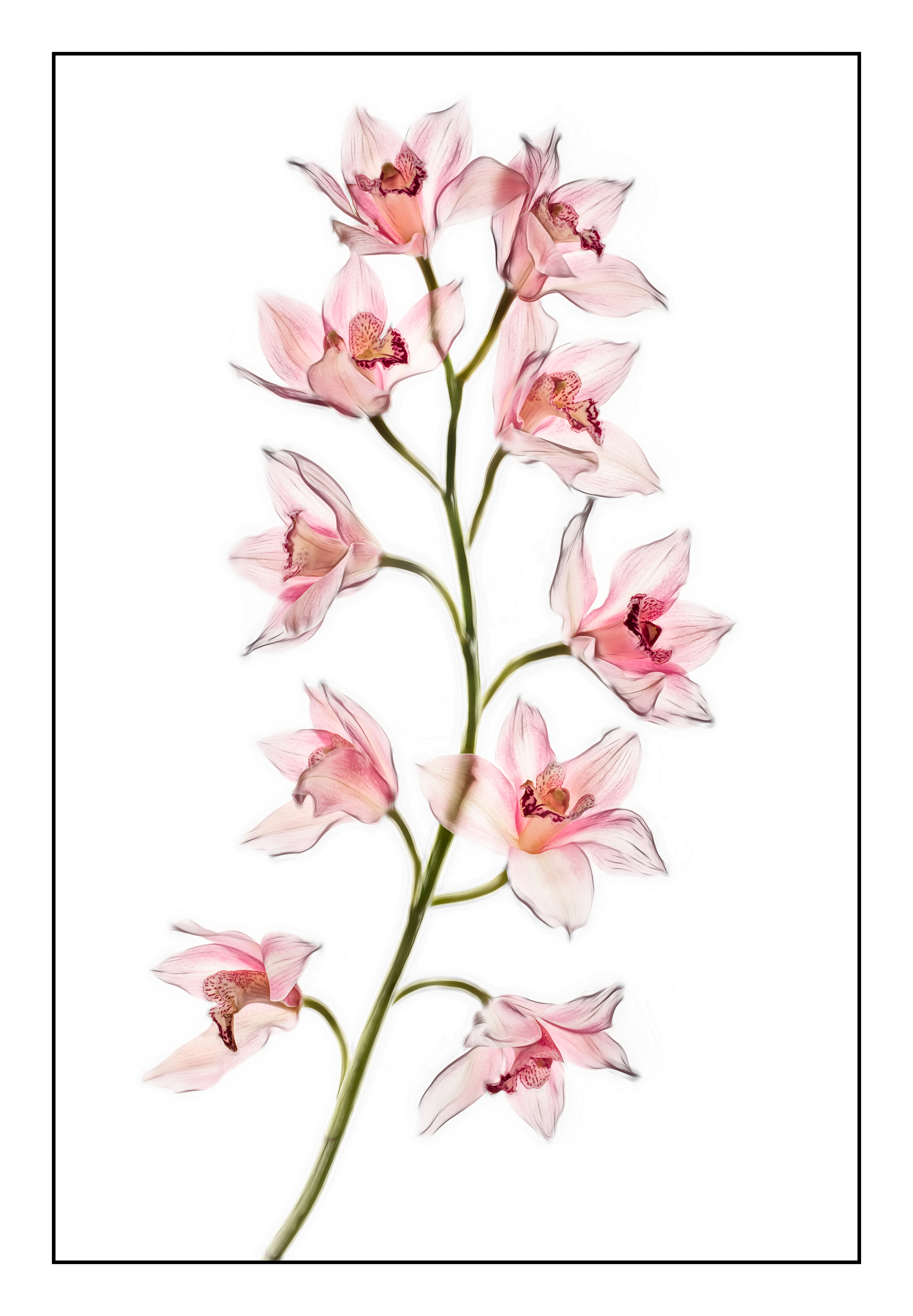Cymbidium Orchid © Harold Davis