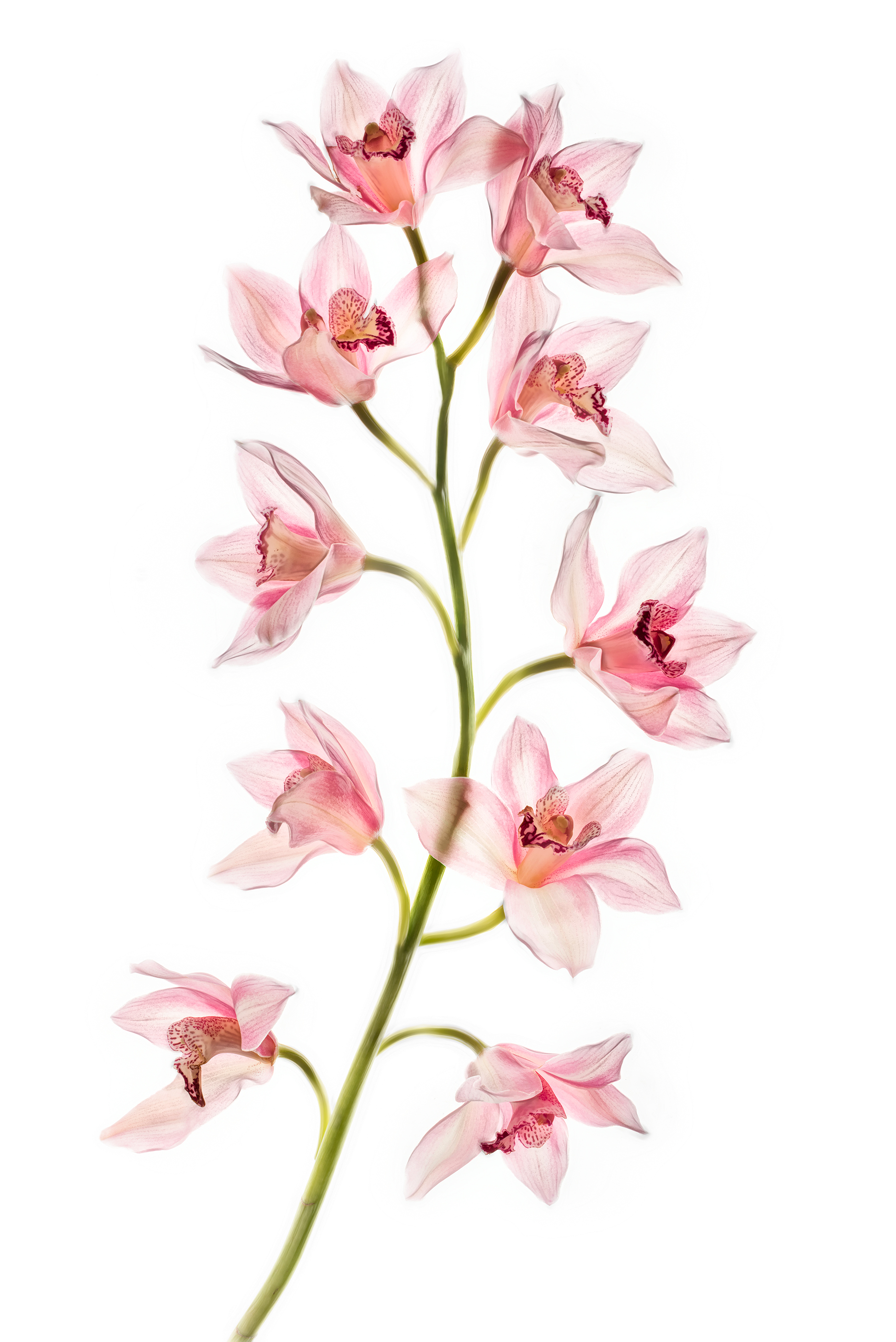 Cymbidium © Harold Davis