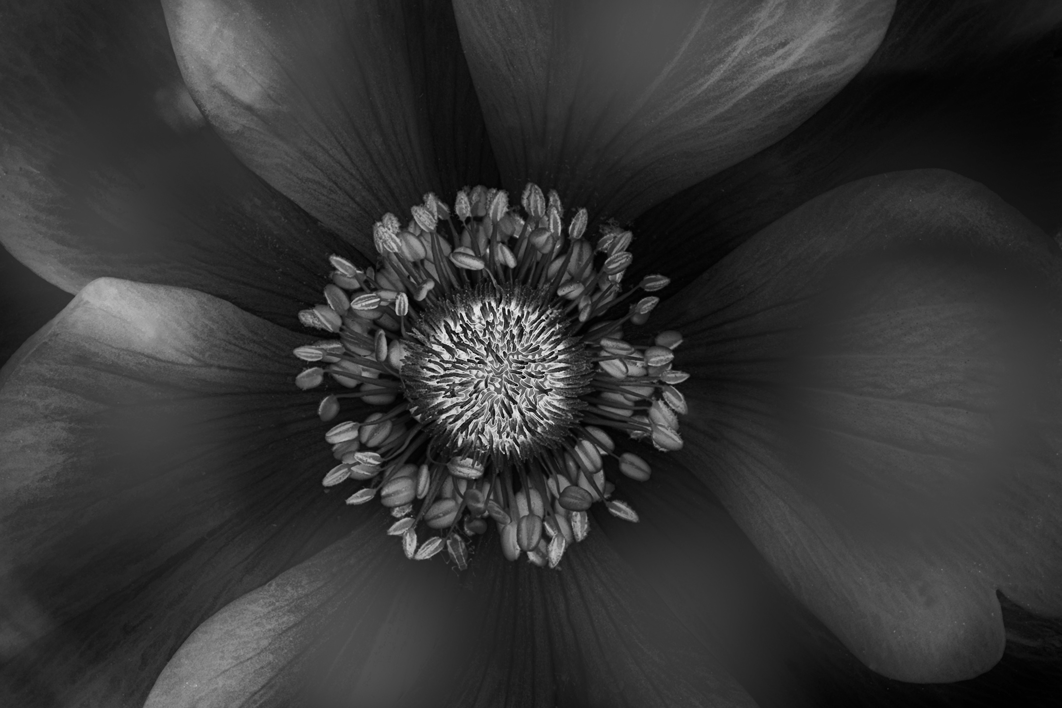 Darkling Anemone Black and White © Harold Davis