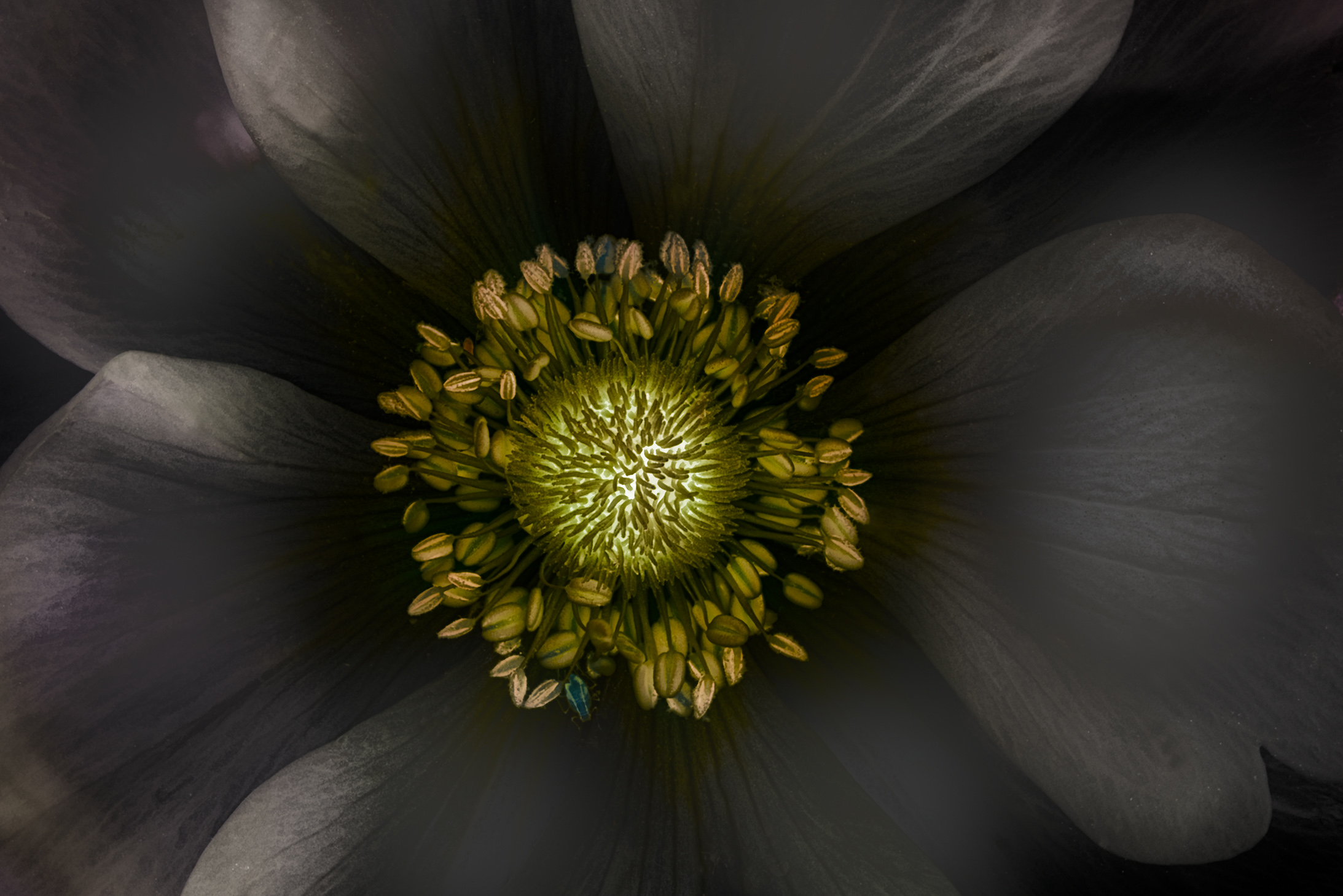 Darkling Anemone Color © Harold Davis