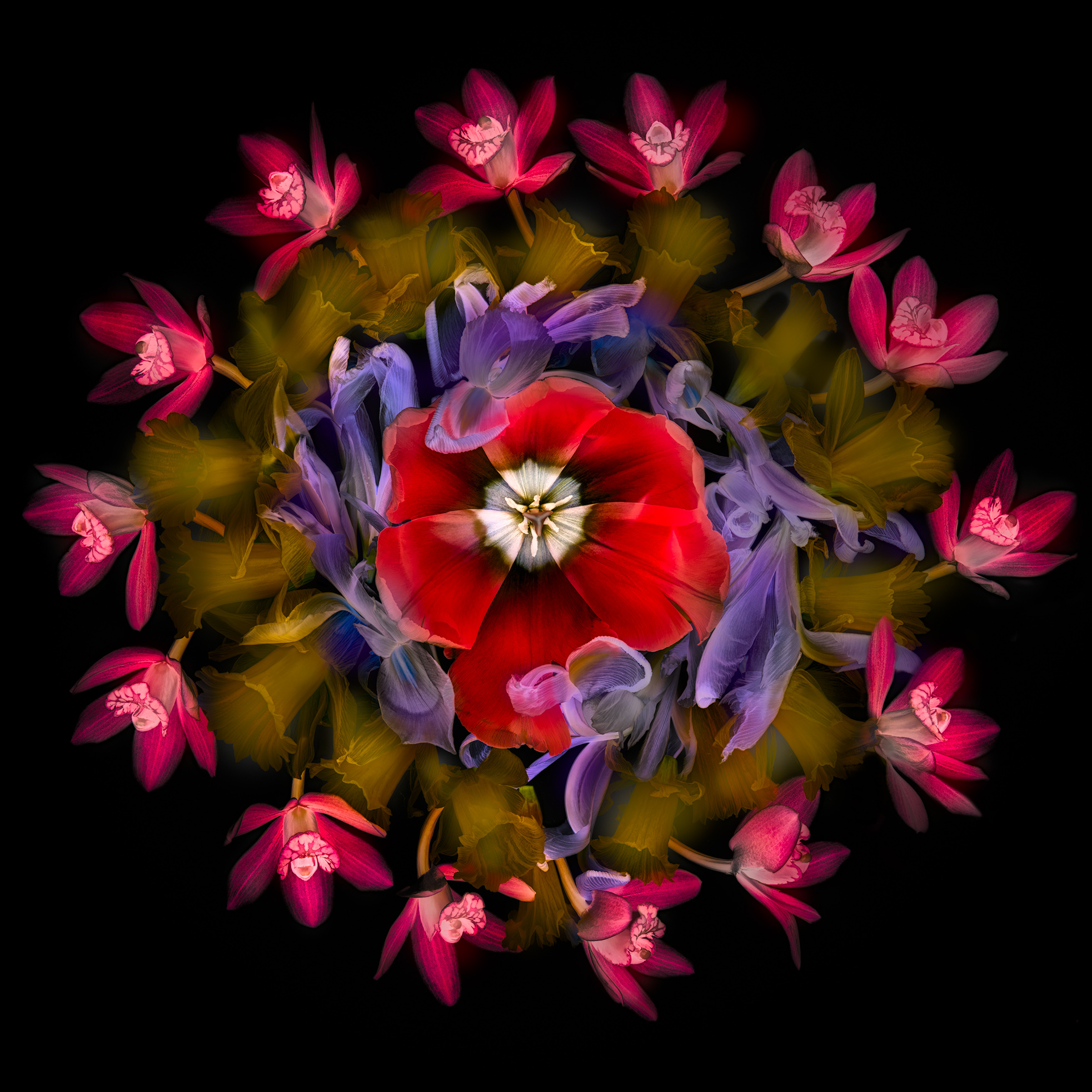 Wheel of Flowers (on Black) © Harold Davis