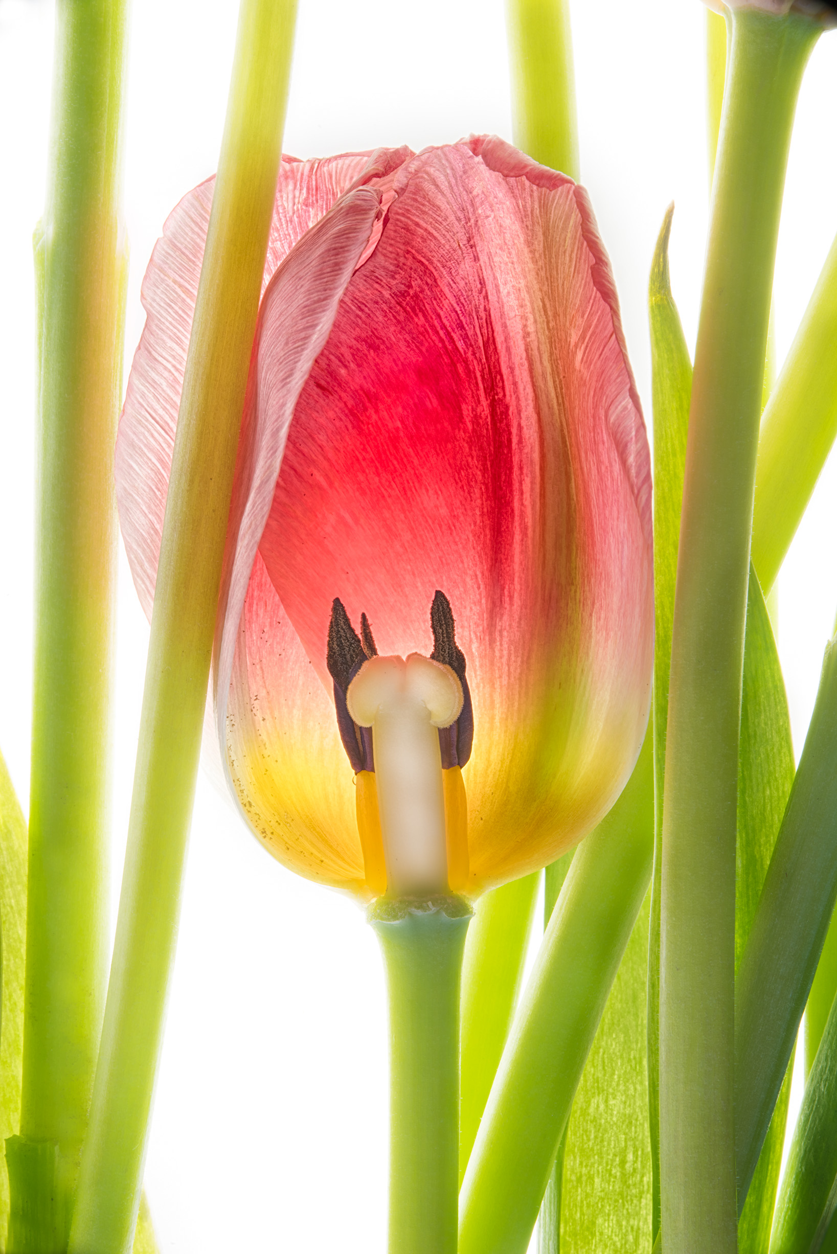 Tulips Are for Peeking © Harold Davis