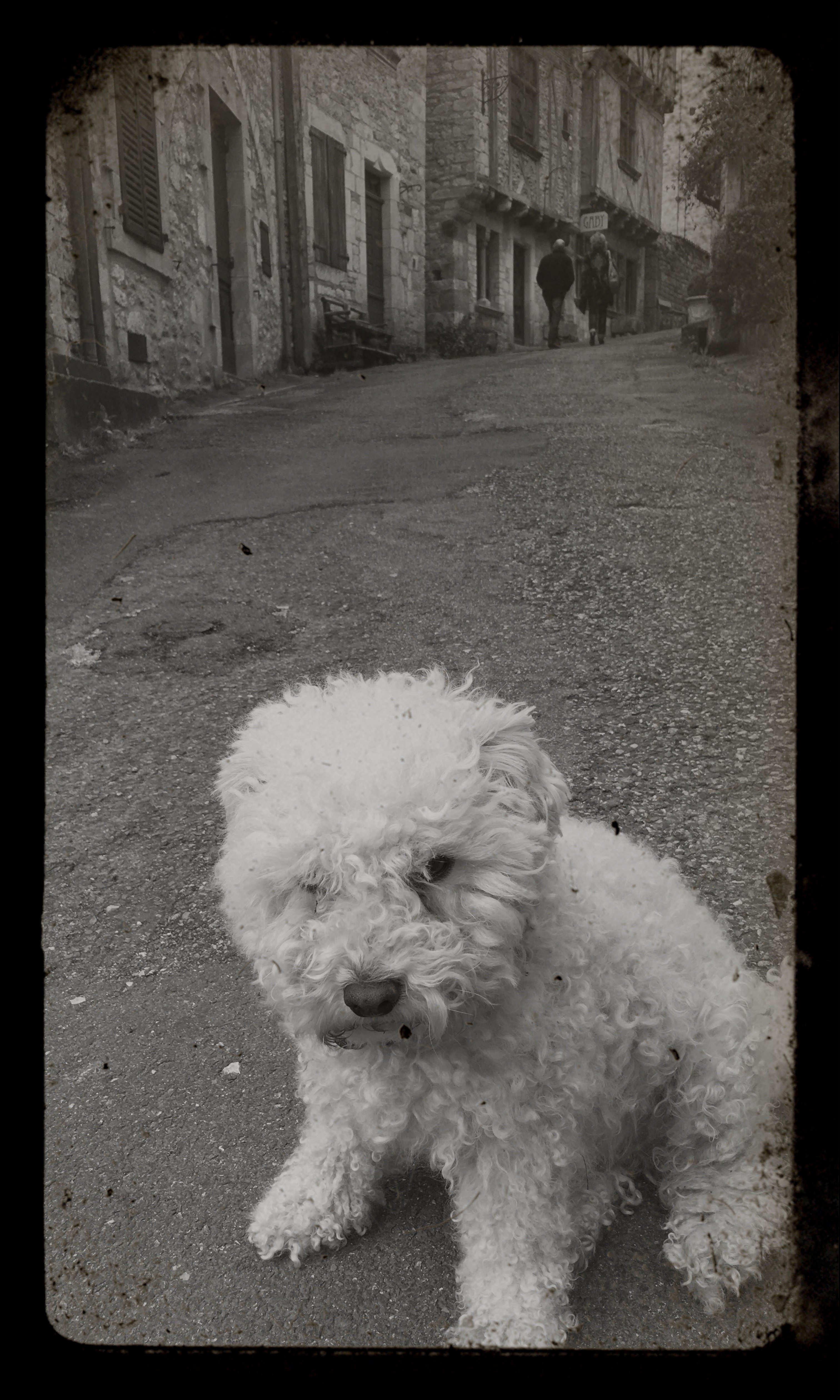 White dog in an old town © Harold Davis