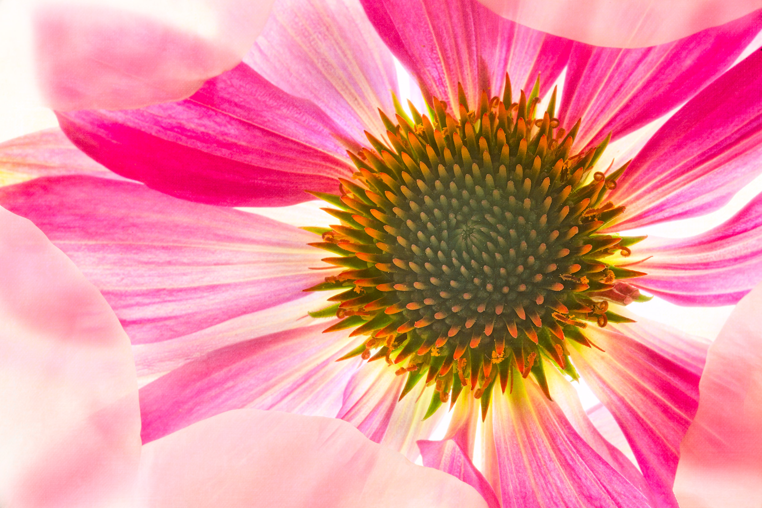 Echinacea Peeking © Harold Davis