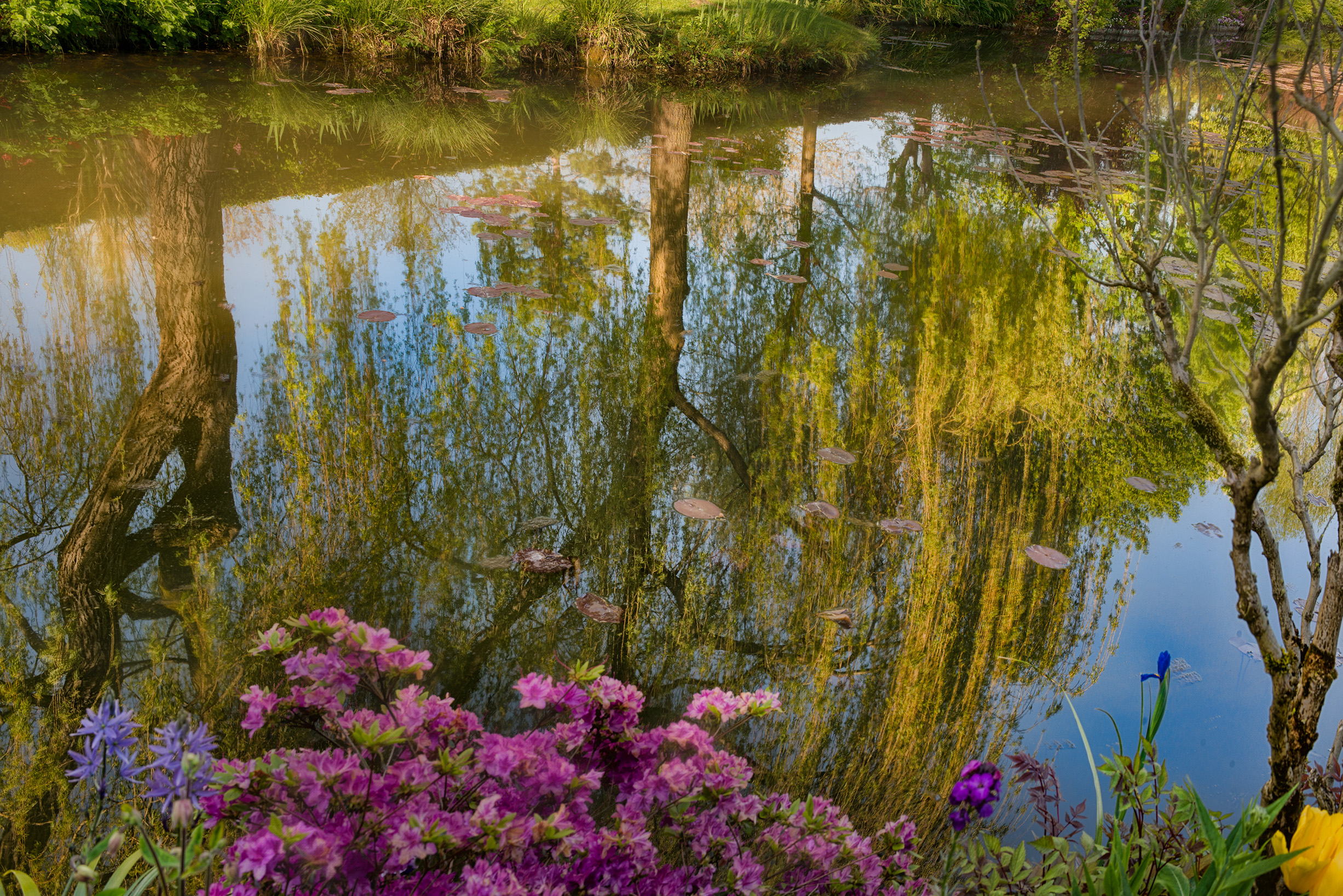 Willow Reflections, Giverny © Harold Davis