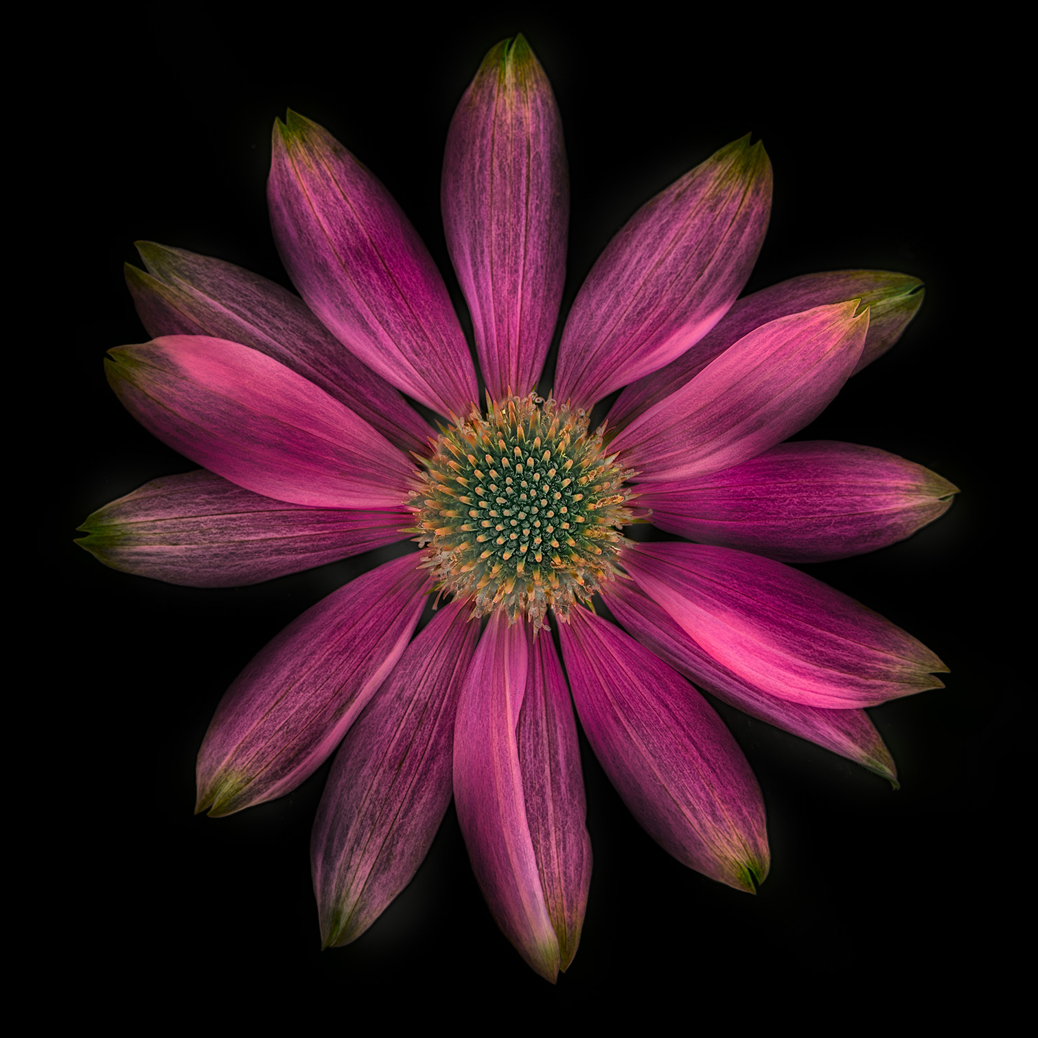 Echinacea on Black © Harold Davis