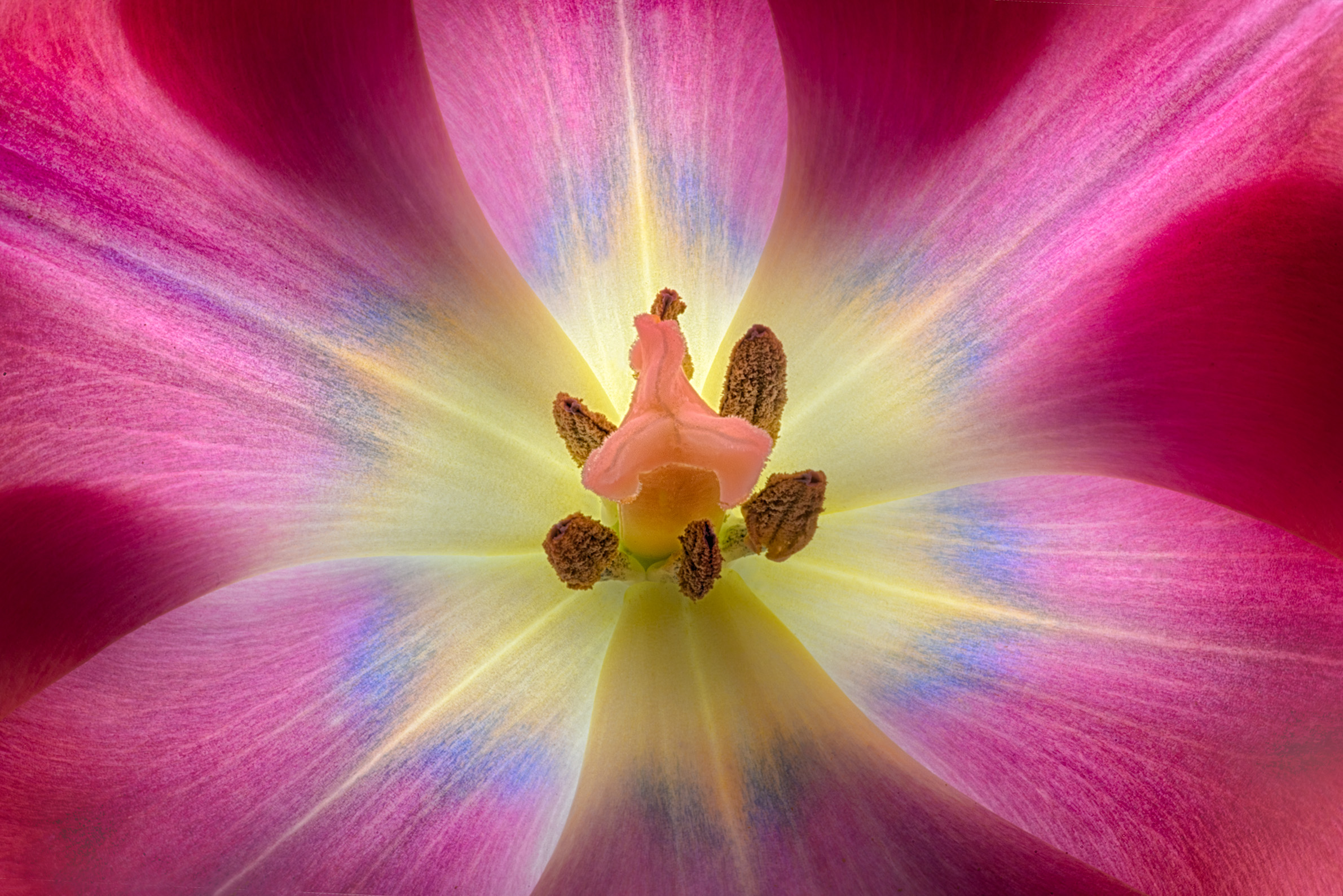 Tulip Blast © Harold Davis