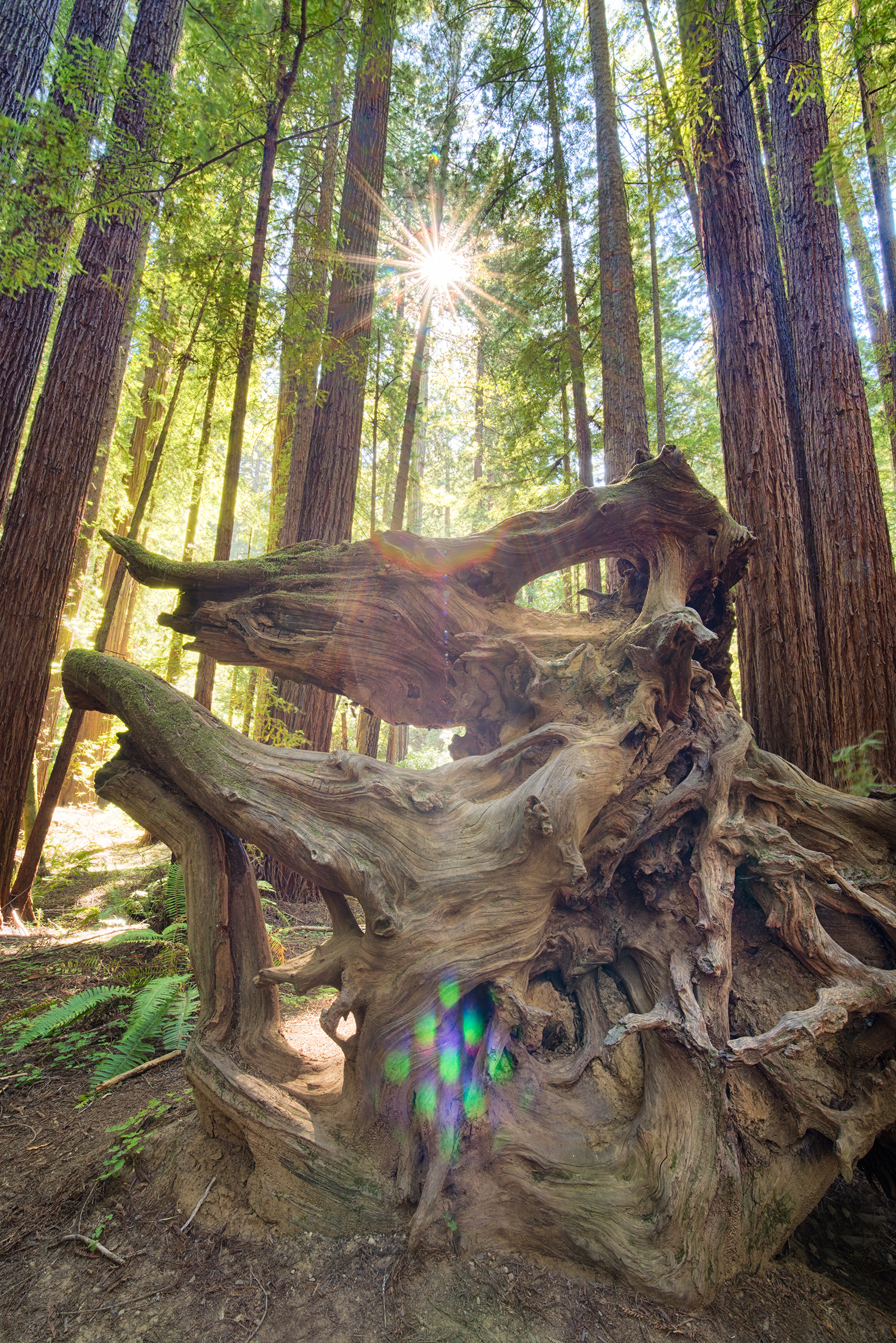 Dragon of the Redwoods © Harold Davis