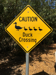 Duck Crossing © Harold Davis