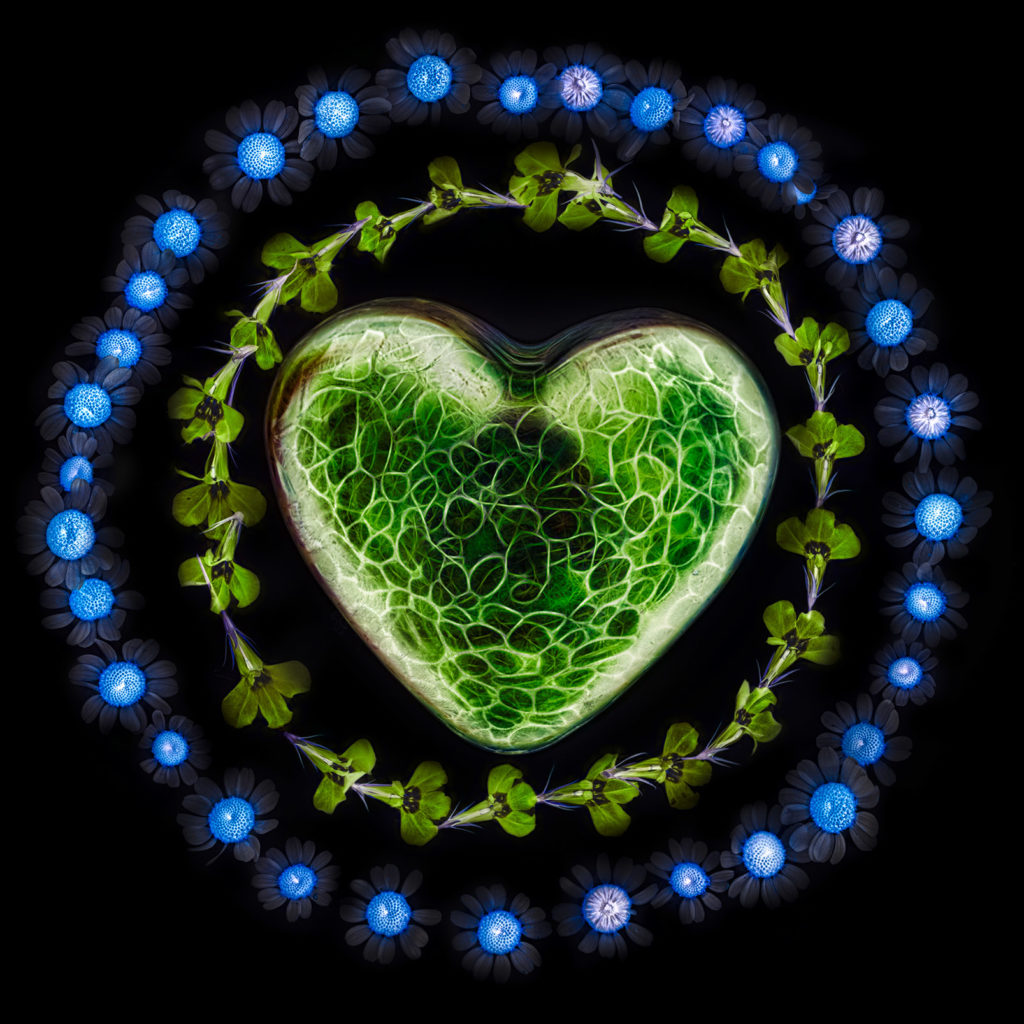 Heart Ringed with Flowers Variation A © Harold Davis