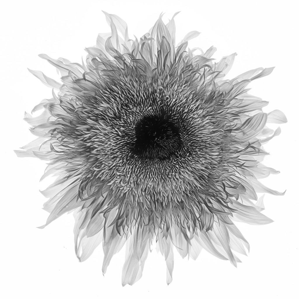 Sunflower on White in Black and White © Harold Davis