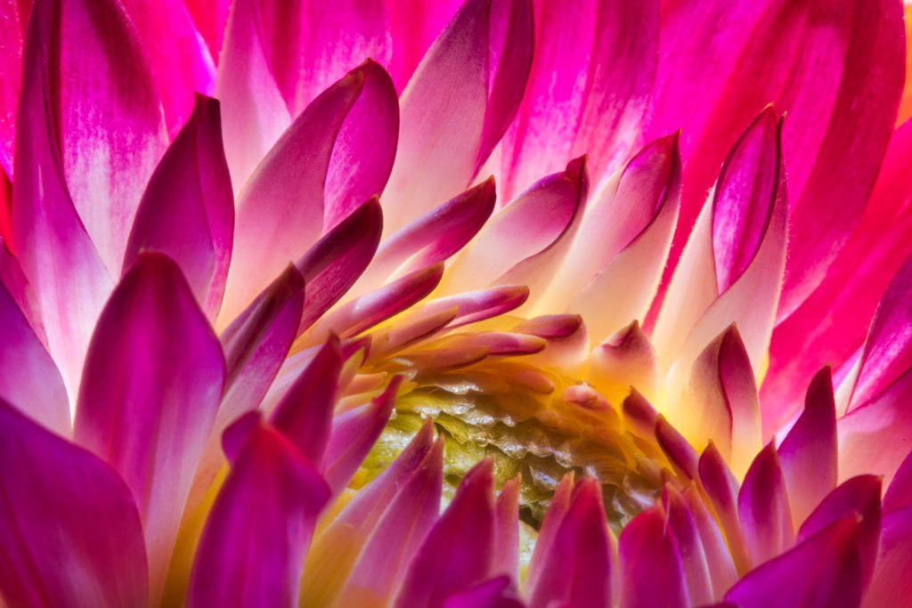 Dahlia Petals Purple © Harold Davis