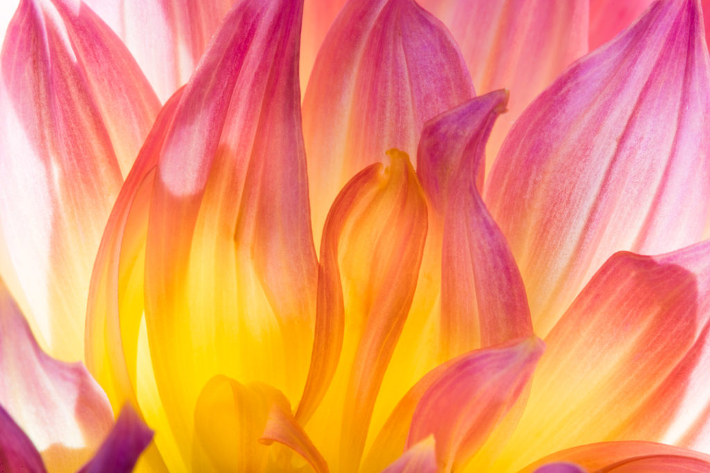 Dance of the Seven Dahlia Petals © Harold Davis