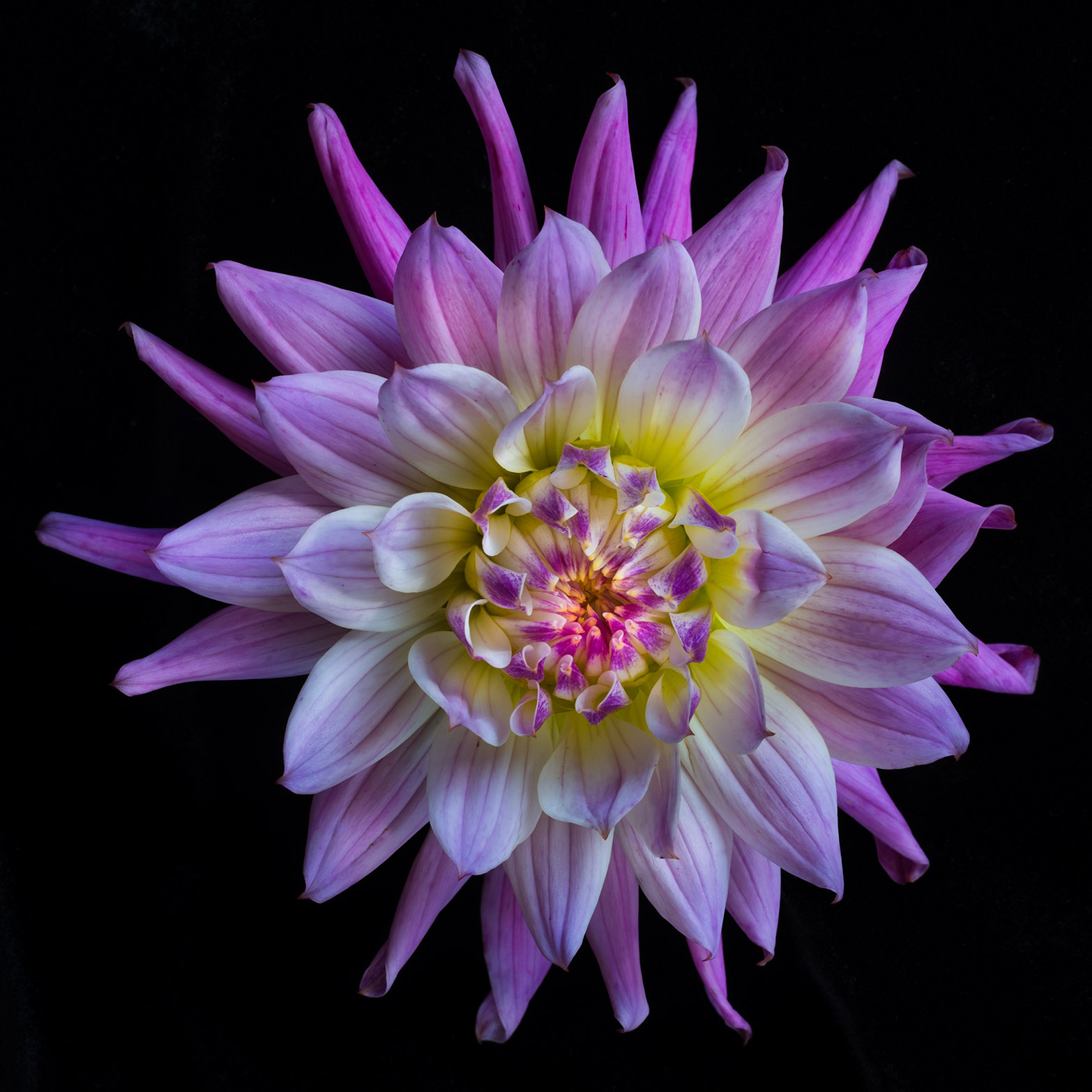 Purple Dahlia © Harold Davis