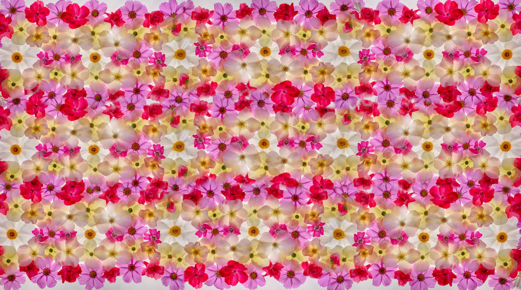 Repeating Flower Pattern © Harold Davis