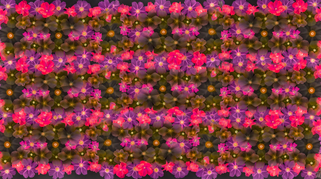 Repeating Flower Pattern LAB 2 © Harold Davis