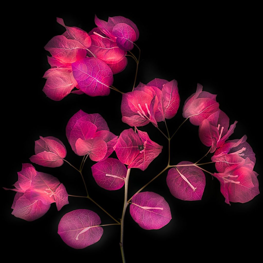 Bougainvillea Stem © Harold Davis