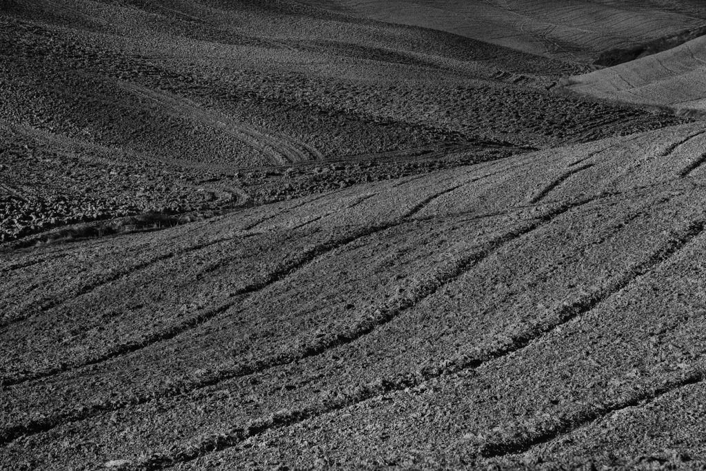 Tuscan Field © Harold Davis