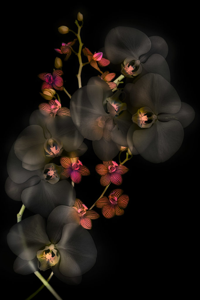 Orchids in Love Inversion © Harold Davis