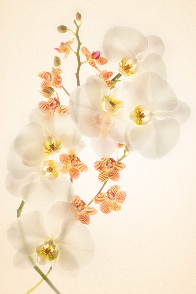 Orchids in Love on Cream © Harold Davis