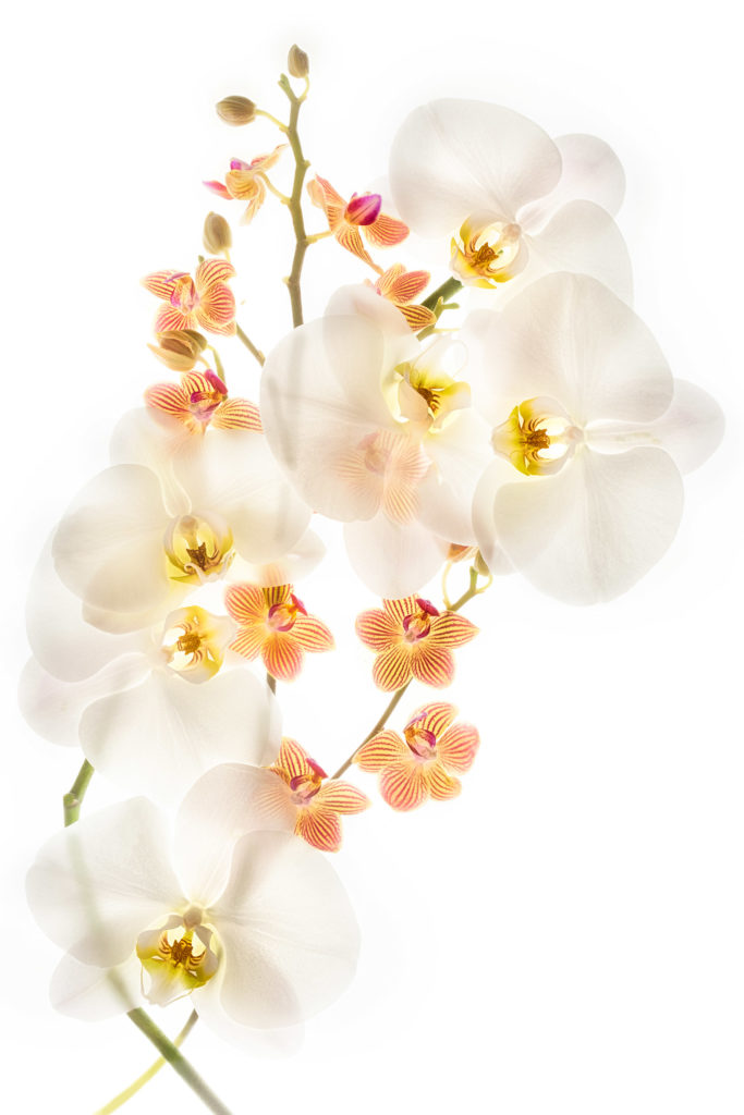 Orchids in Love on White © Harold Davis