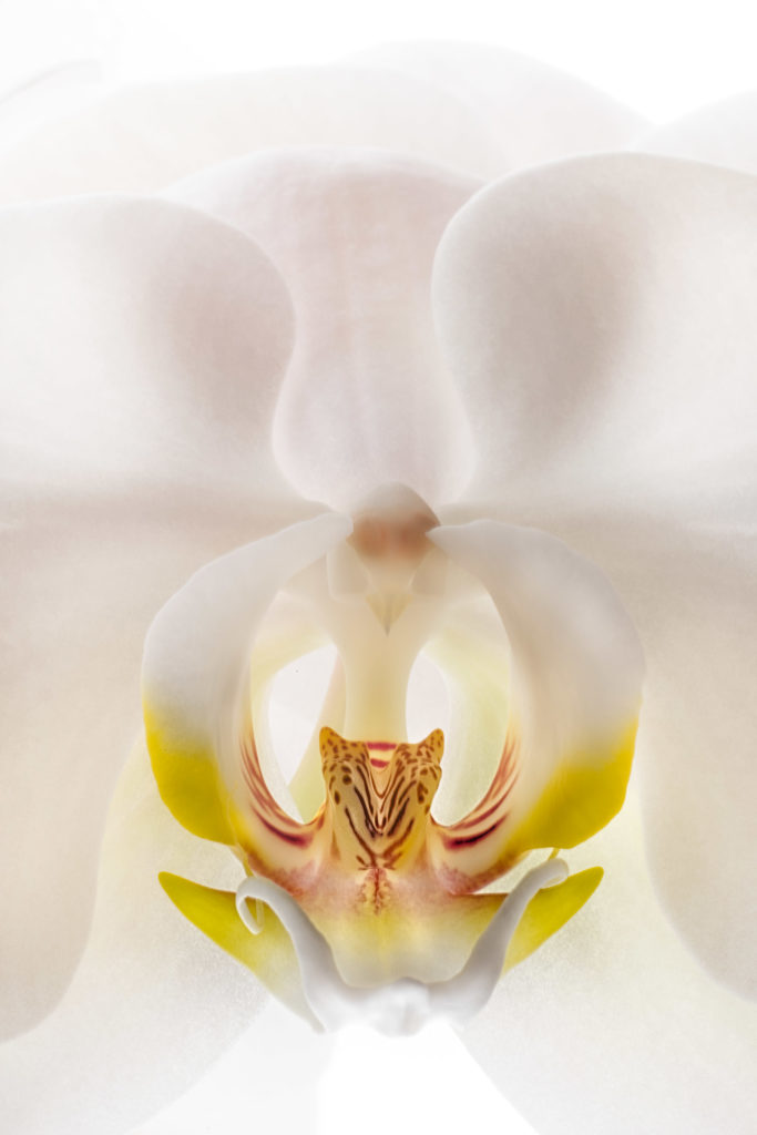 Phalaenopsis © Harold Davis