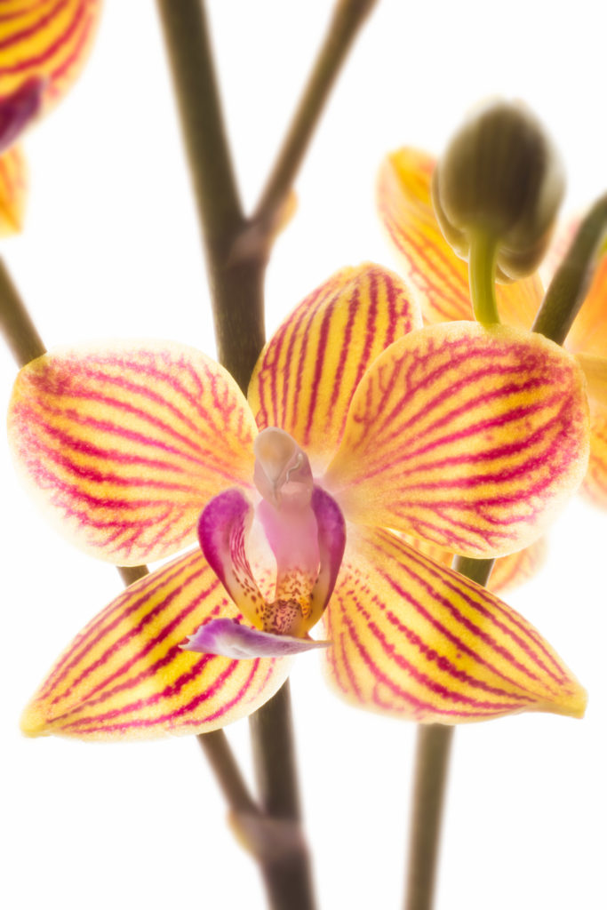 Phalaenopsis Orchid - Variegated © Harold Davis