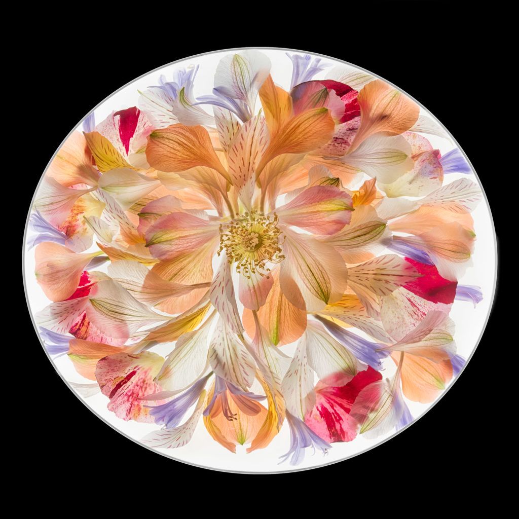 Floral Tondo 1 © Harold Davis