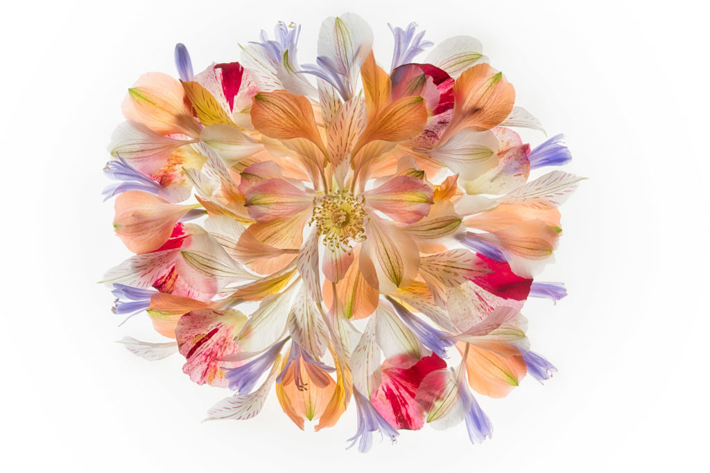 Flower Tondo 1 Variation © Harold Davis