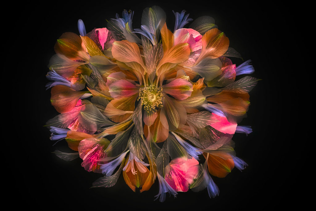 Flower Tondo 1 Variation Inversion © Harold Davis