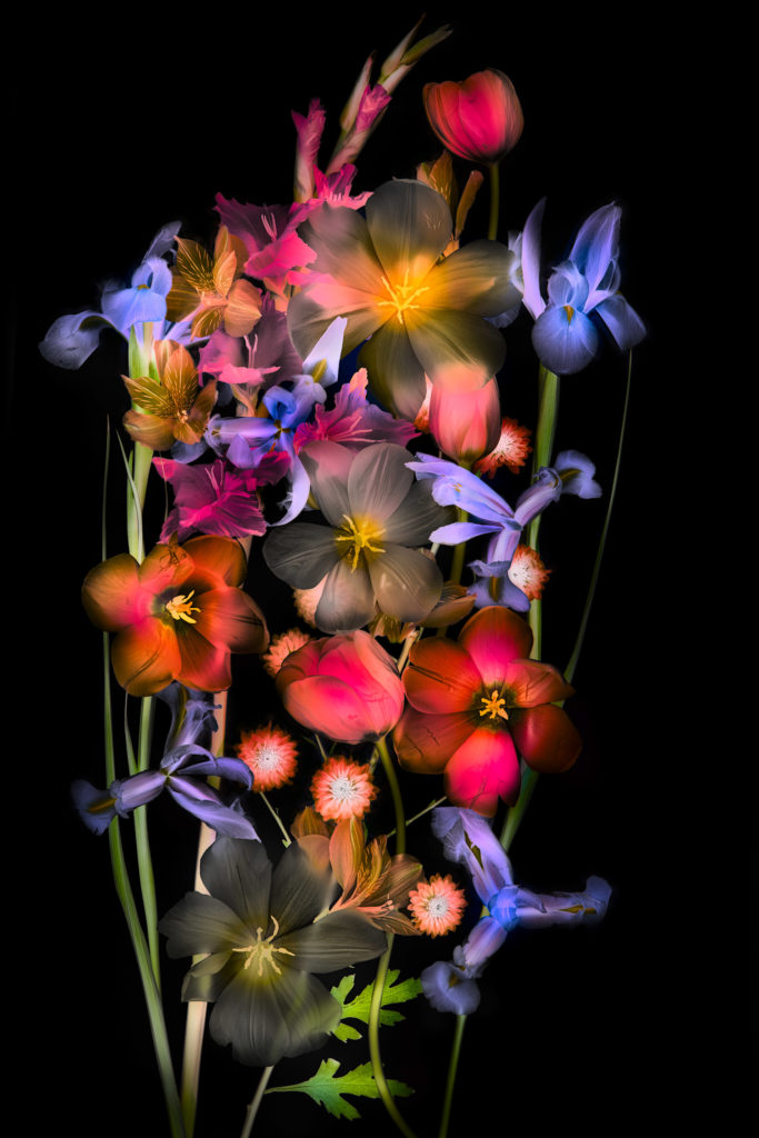 Flowers 12.03.16 Inverted Version © Harold Davis