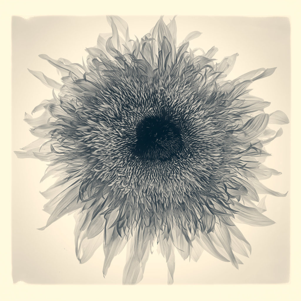 Sunflower Ambrotype © Harold Davis