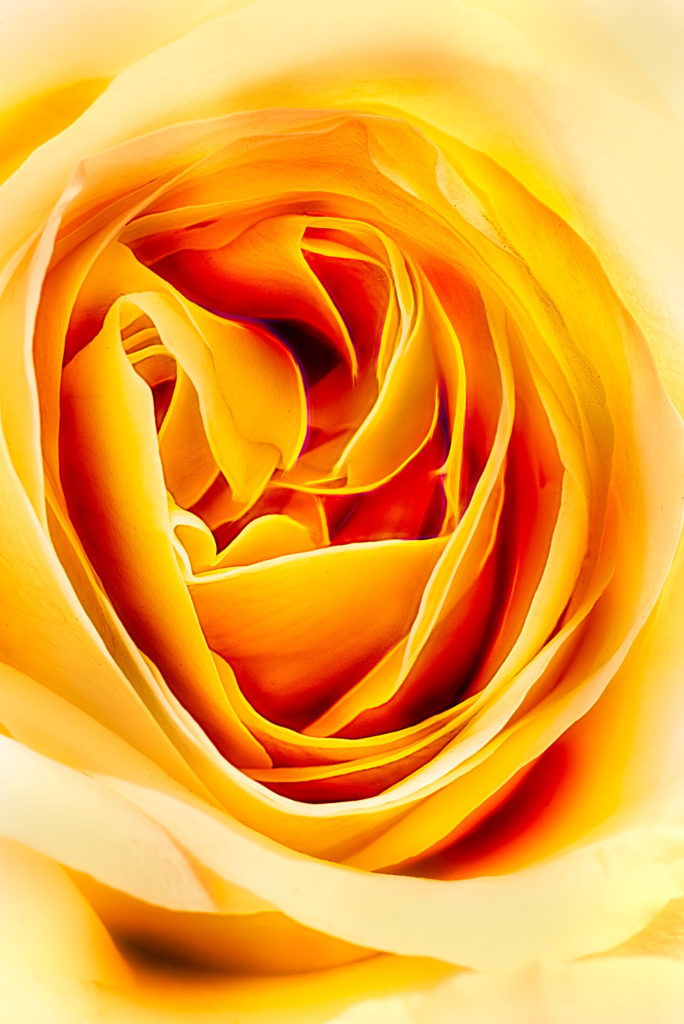 Yellow Rose © Harold Davis