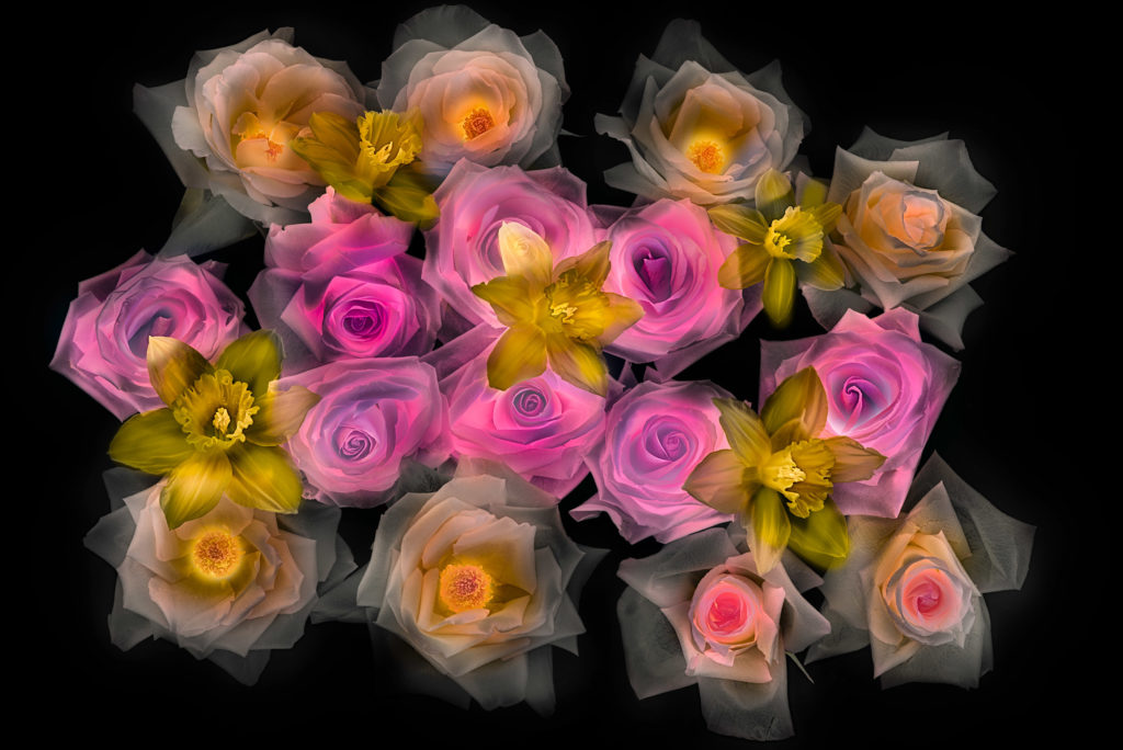 Roses and Daffodils on Black © Harold Davis