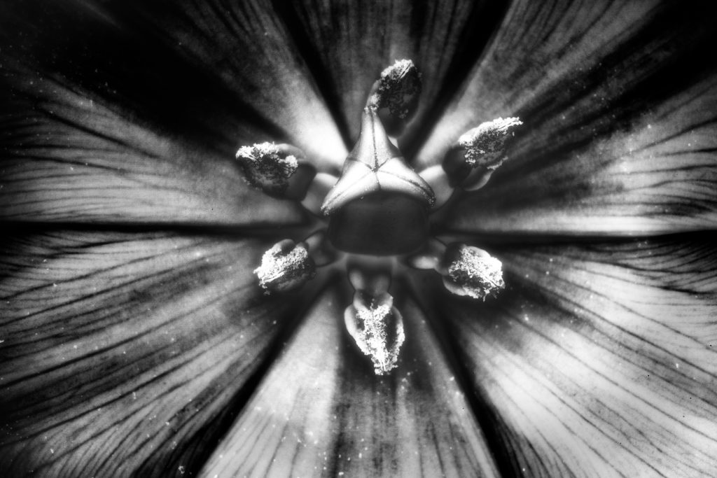 White Tulip (Simulated IR) © Harold Davis