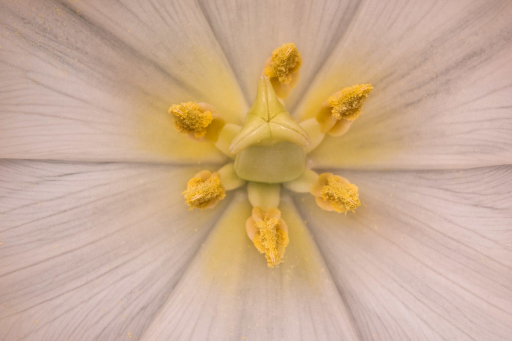 White Tulip (Close-Up) © Harold Davis