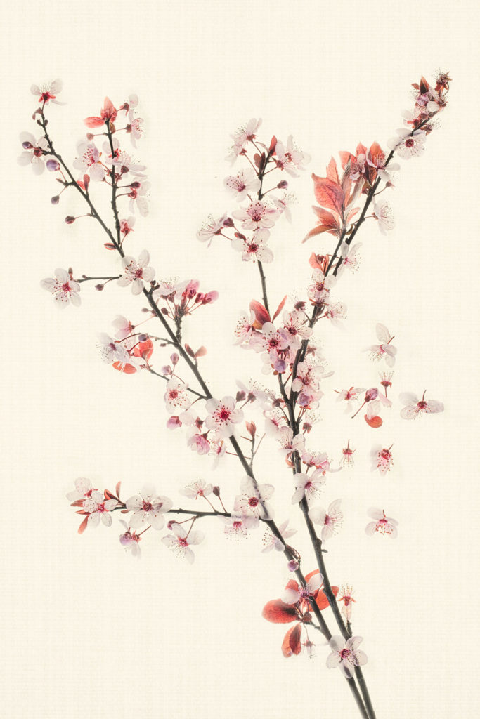 Cherry Branches © Harold Davis