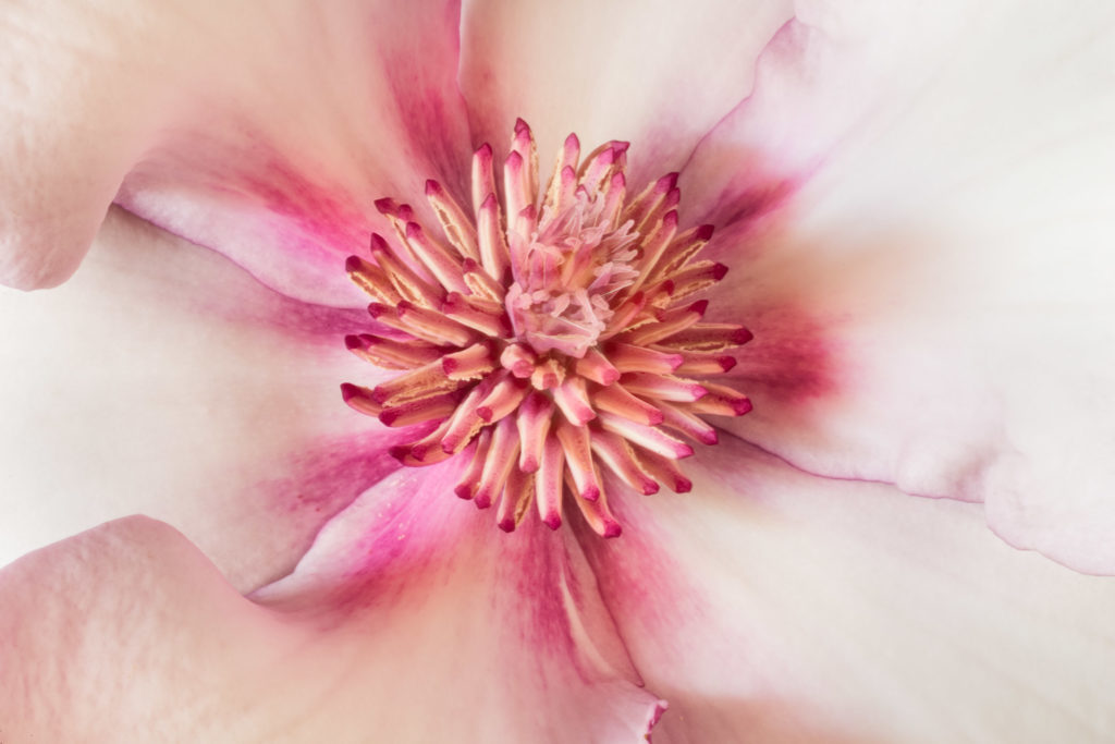 Magnolia Blossom © Harold Davis