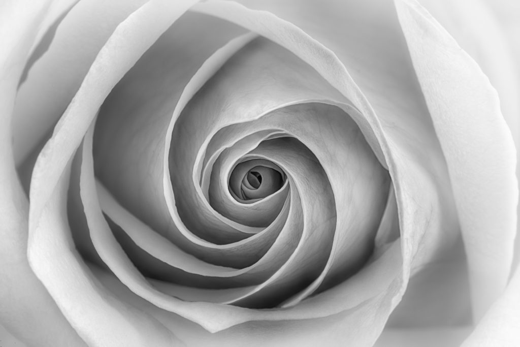 White Rose in Black and White 2 © Harold Davis