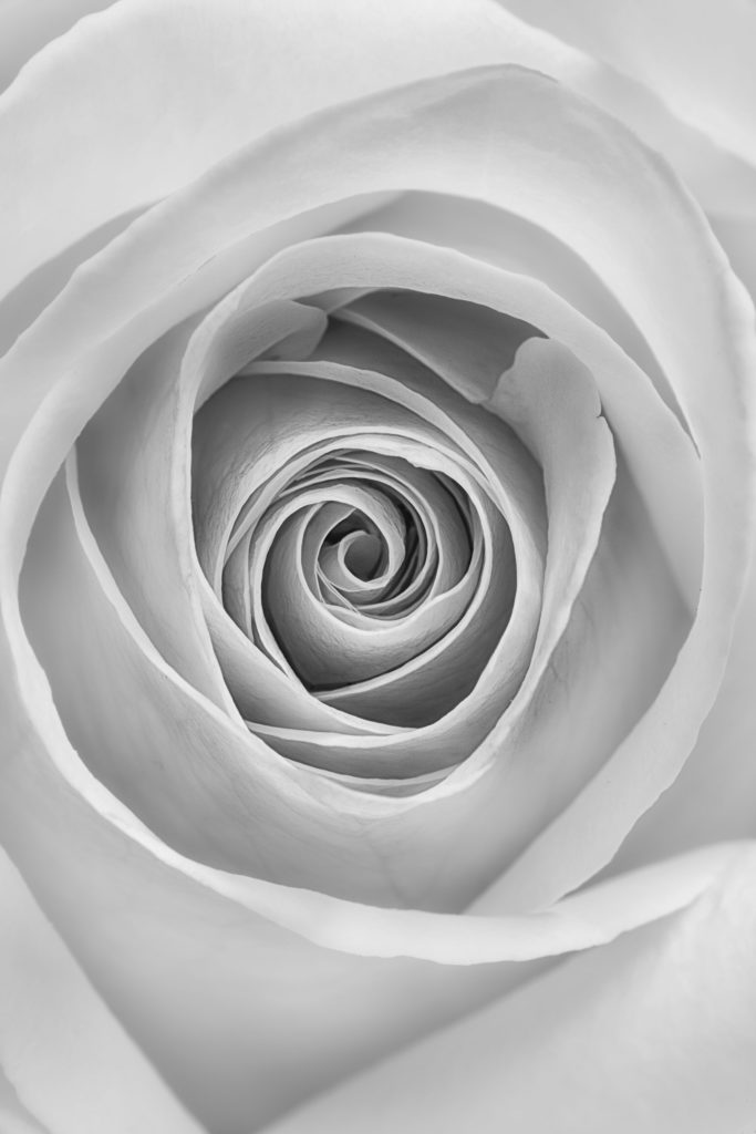 White Rose in Black and White © Harold Davis