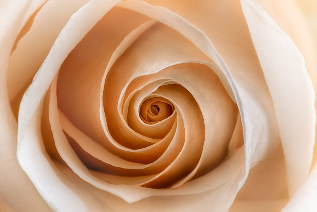 White Rose with a Blush 2 © Harold Davis