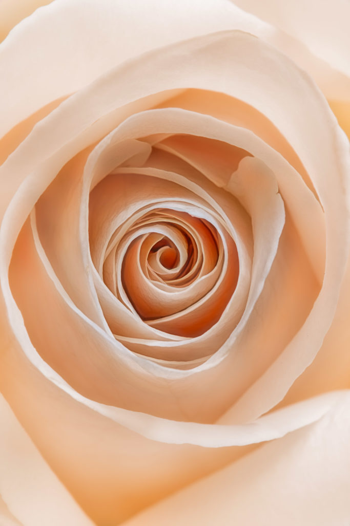 White Rose with a Blush © Harold Davis