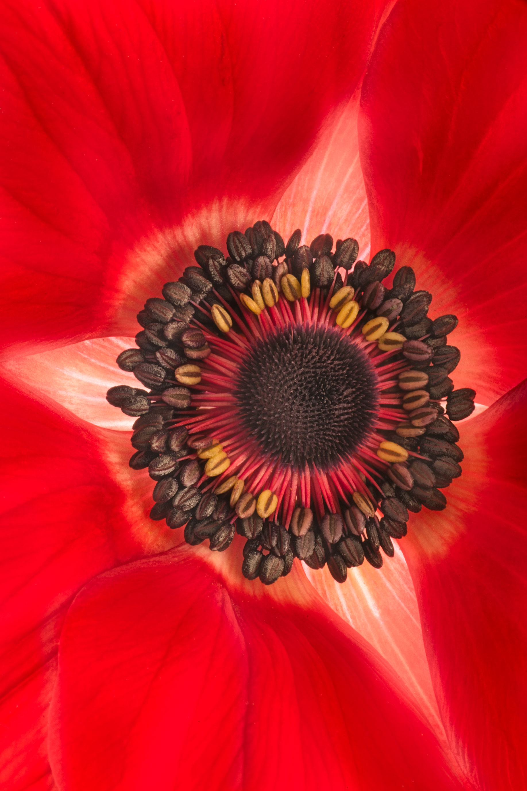 Red Anemone © Harold Davis