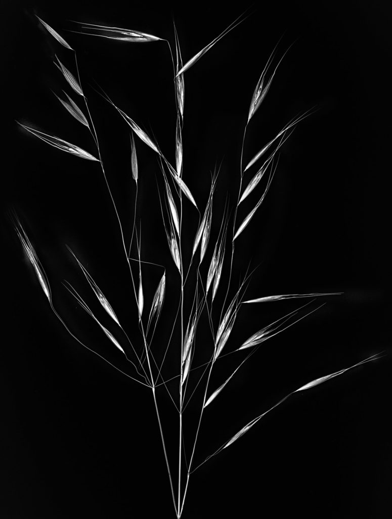 Blades of Grass Harold Davis